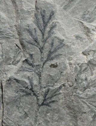 Carboniferous Fossil Plant - Sphenopteris