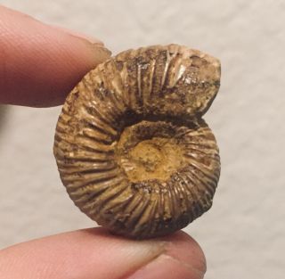 France Fossil Ammonite Perisphinctes Jurassic Ammonite