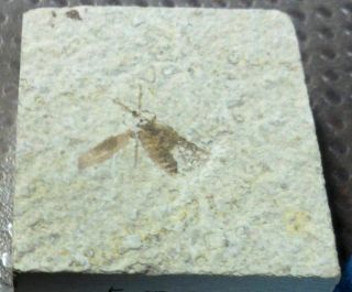 Green River Formation Fossil Bee,  Beetle Or Fly - 50 Million Years Old F58