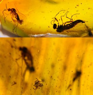 Unknown Fly&3 Mosquito&spider Burmite Myanmar Amber Insect Fossil Dinosaur Age