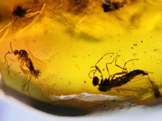 Unknown Fly&3 mosquito&spider Burmite Myanmar Amber insect fossil dinosaur age 2