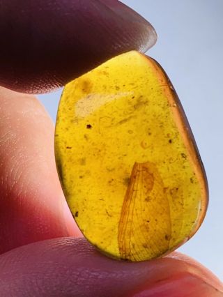 1.  7g Unknown Bug Wing Burmite Myanmar Burmese Amber Insect Fossil Dinosaur Age