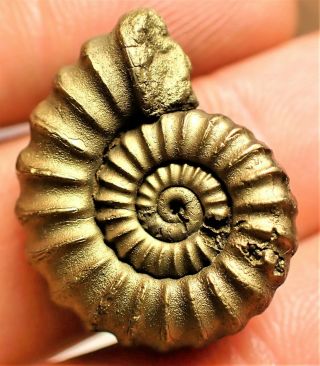 Stunning very large golden Promicroceras 23mm Jurassic pyrite ammonite fossil UK 2