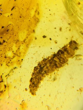 Coleoptera Beetle Larva Burmite Myanmar Burma Amber Insect Fossil Dinosaur Age