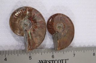 Madagascar Iridescent Fossil Ammonite Display 1.  7 Oz.  Specimen Pair