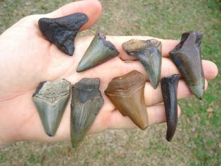 8 Auriculatus Shark Teeth Suwannee River Florida Fossils Sharks Tooth Eocene Meg