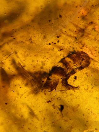 Unknown Bug Larva&leaf Burmite Myanmar Burmese Amber Insect Fossil Dinosaur Age