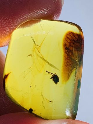 1.  93g Unknown Bug&mineral Burmite Myanmar Burma Amber Insect Fossil Dinosaur Age