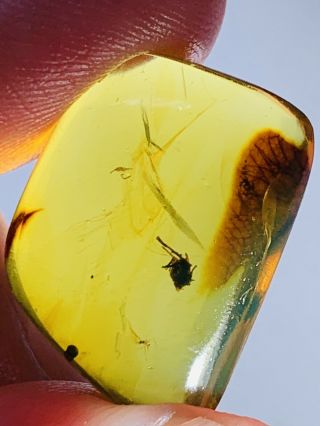 1.  93g Unknown Bug&mineral Burmite Myanmar Burma Amber insect fossil dinosaur age 2