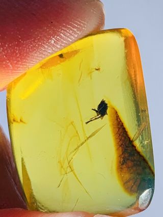 1.  93g Unknown Bug&mineral Burmite Myanmar Burma Amber insect fossil dinosaur age 3