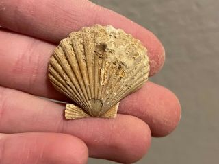 France Fossil Bivalve Pecten Scabrellus Miocene Megalodon Age Fossil