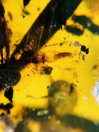Unknown Bug On Leaf Burmite Myanmar Burmese Amber Insect Fossil Dinosaur Age
