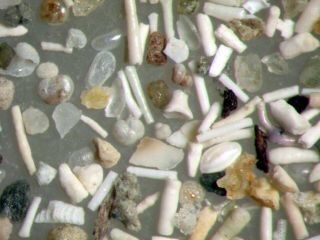 Holocene Foraminifera Ostracod Rich Comparative Microfossil Sample Iraklio Crete