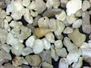 Holocene Shell Sand Foraminifera Ostracods Palermo Sicily Microfossil Matrix