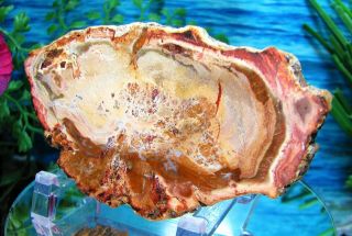 Petrified Wood COMPLETE ROUND Slab w/Bark SALMON GREEN PEACH YELLOW Flower 3
