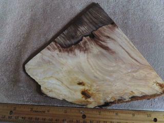 5.  8 Ounce,  Huge Slab,  Of Saddle Mountain,  Wa.  Petrified Wood