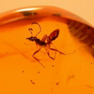Worker Ant With Jaws Displayed In Authentic Dominican Amber Fossil Gem