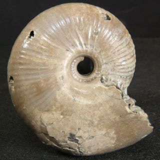 4.  6cm/1.  8in Nacre Pyrite Ammonite Funiferites Jurassic Callovian Fossil Russia
