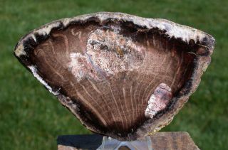 Sis: Immaculate Swartz Canyon Petrified Oak Specimen Slab From Oregon