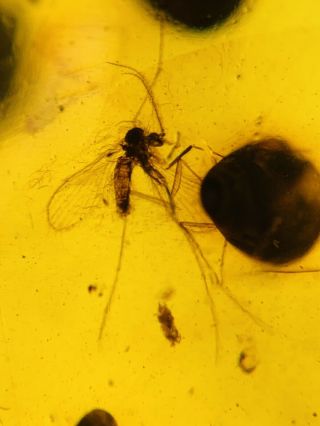 Mosquito Fly On Plant Spore Burmite Myanmar Amber Insect Fossil Dinosaur Age