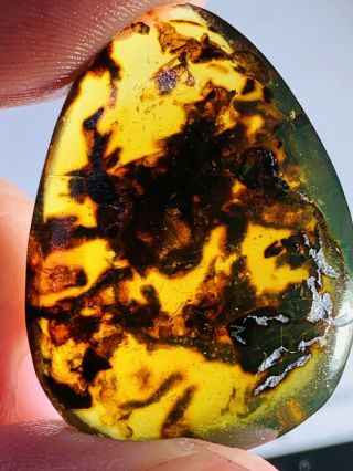 3.  37g Unknown Items Burmite Myanmar Burmese Amber Insect Fossil Dinosaur Age