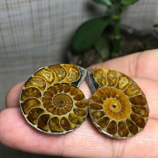 1pair Of Cut Split Pearly Nautilus Ammonite Crystal Specimen Shell Healing A1782