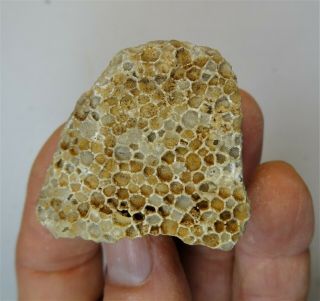 Coral - Devonian Period - Favosites Sp - F1
