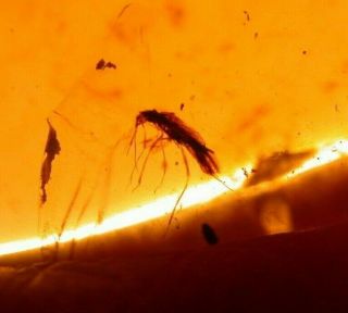 True Bug With Piercing Proboscis In Burmite Amber Fossil Dinosaur Age