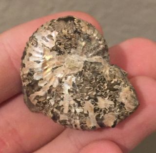 Montana Fossil Ammonite Scaphites Sp.  Cretaceous Dinosaur Fossil Age