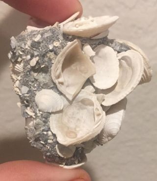 Florida Fossil Bivalves Multi Plate Chione elevata Pleistocene Mammoth Age 2