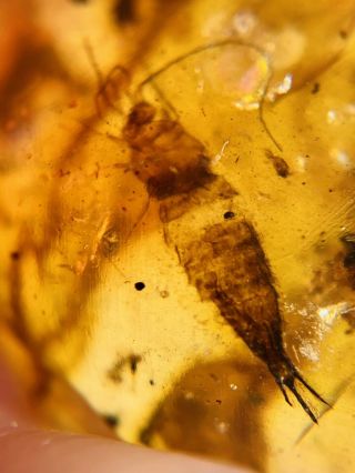 Silverfish Bookworm Burmite Myanmar Burmese Amber Insect Fossil Dinosaur Age