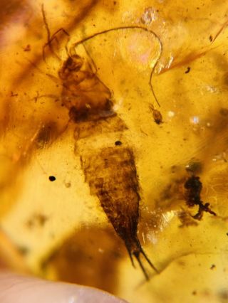 Silverfish Bookworm Burmite Myanmar Burmese Amber insect fossil dinosaur age 2
