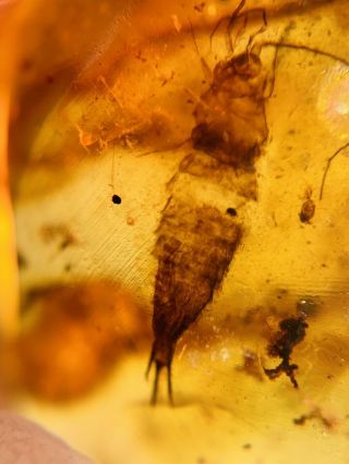 Silverfish Bookworm Burmite Myanmar Burmese Amber insect fossil dinosaur age 3