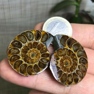 1pair Of Cut Split Pearly Nautilus Ammonite Crystal Specimen Shell Healing A1391