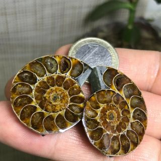 1Pair of cut Split pearly nautilus Ammonite crystal Specimen Shell Healing A1391 2
