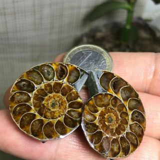 1Pair of cut Split pearly nautilus Ammonite crystal Specimen Shell Healing A1391 3