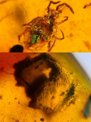 Tick&unknown Item Burmite Myanmar Burmese Amber Insect Fossil Dinosaur Age