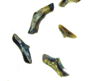 Cretaceous Hell Creek Lissodus selachos shark tooth fossil dinosaur beds 1/bid 2