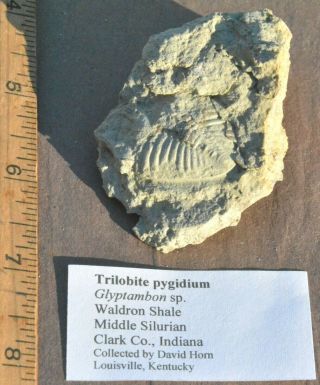 Trilobite Pygidium Glyptambon Sp.  Waldron Shale,  Middle Silurian,  Clark Co. ,  In