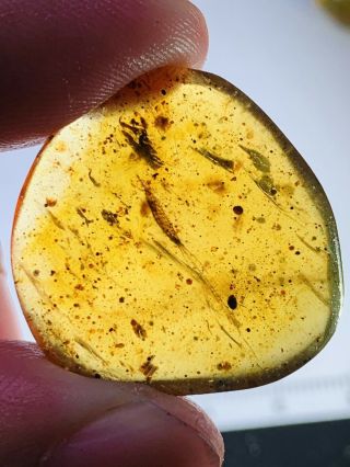 2.  48g Silverfish Burmite Myanmar Burmese Amber Insect Fossil Dinosaur Age