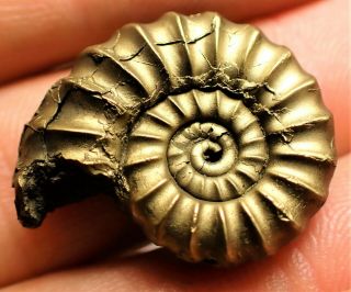 Stunning Huge Golden Promicroceras 25mm Jurassic Pyrite Ammonite Fossil Uk Gold