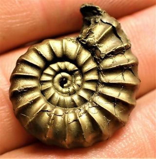 Stunning HUGE golden Promicroceras 25mm Jurassic pyrite ammonite fossil UK gold 2