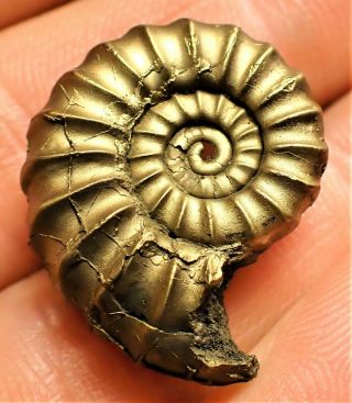 Stunning HUGE golden Promicroceras 25mm Jurassic pyrite ammonite fossil UK gold 3