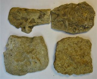 Ichnogenus - Mississippian Period - Four (4) Starfish Casts - 4sfc1