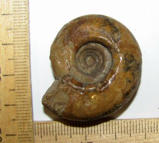Ammonite Uraloceras,  Fossil,  Kazakhstan.  1.  4 Inches