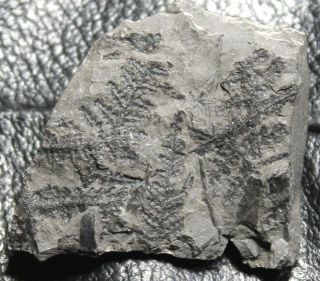 Pecopteris (dyotheca) Aspera,  310 Million Years Ago Fossil Carboniferous Plant