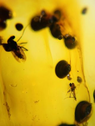 Fly Bugs&plant Spores Burmite Myanmar Burmese Amber Insect Fossil Dinosaur Age