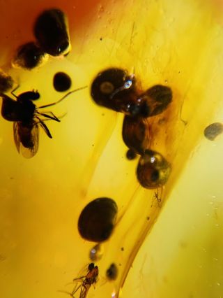 Fly Bugs&plant Spores Burmite Myanmar Burmese Amber insect fossil dinosaur age 2