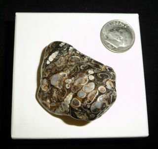 Natural Turritella Agate Fossil Polished Stone Morooco 28 Grams
