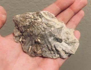 Texas Fossil Bivalve Ostrea Sp.  Cretaceous Dinosaur Fossil Age Oyster Shell Clam